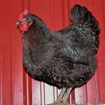 Jersey Giant Hen