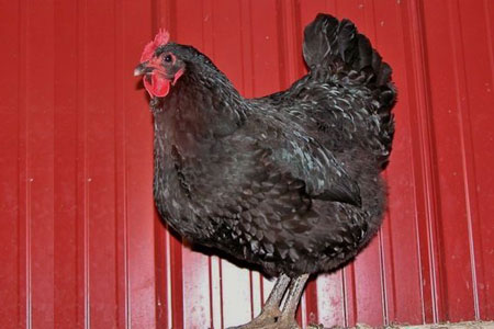 Jersey Giant Hen