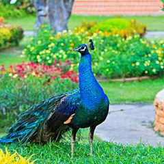 Peafowl for Sale