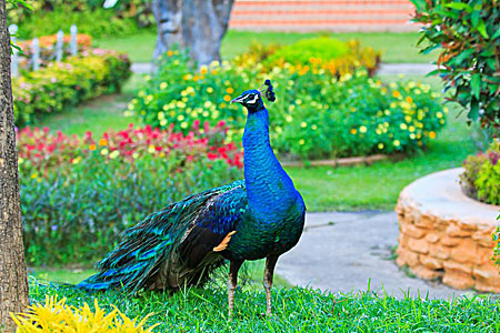 Peacock