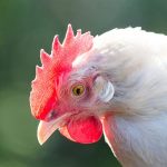 White Leghorn Hen