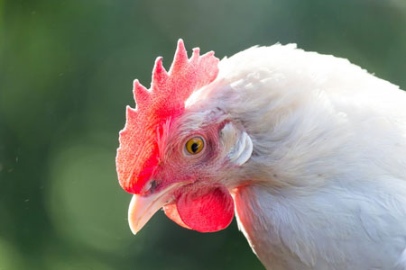 White Leghorn Hen