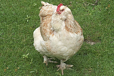 5 Chicken Breeds that Have 5 Toes - Cackle Hatchery