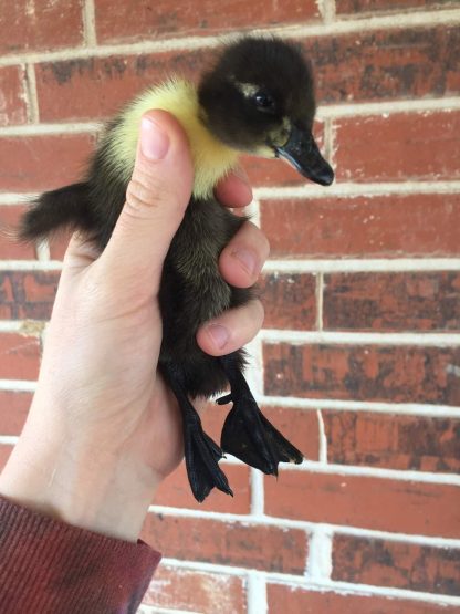 Black Swedish duckling