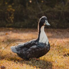 Blue Swedish Duck