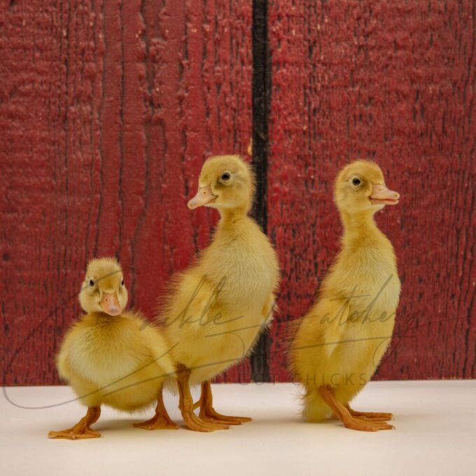 Fawn and White Runner Ducks - Image 3