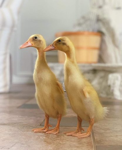 Fawn and White Runner ducks