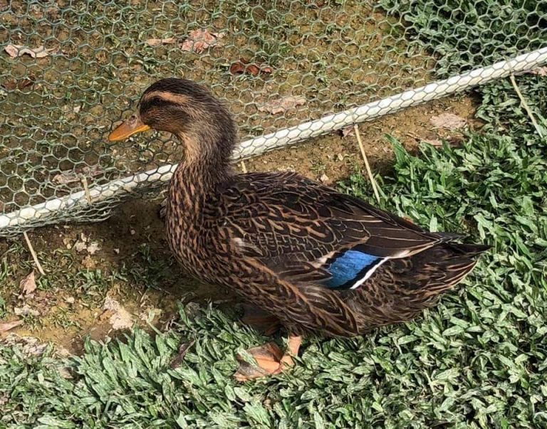 Rouen Ducks Ducklings for Sale Online Cackle Hatchery®