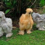 Silkie Chickens