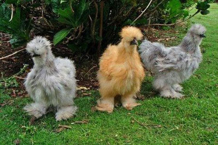 Silkie Chickens