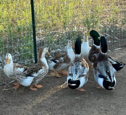 Silver Appleyard Duck