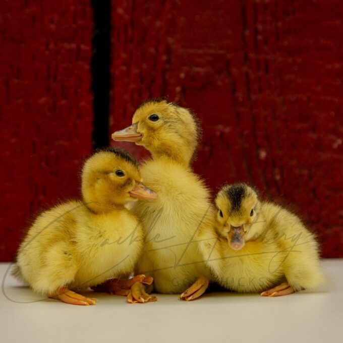 Silver Appleyard Ducks