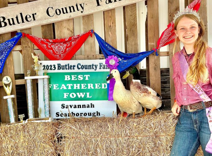 Welsh Harlequin Ducks - Image 31