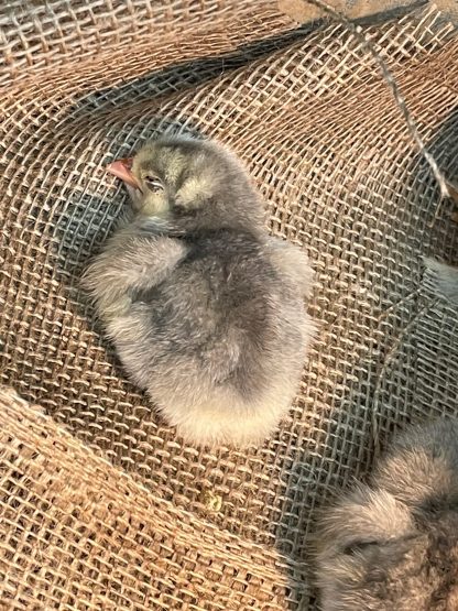 Burlap bottom chick brooder