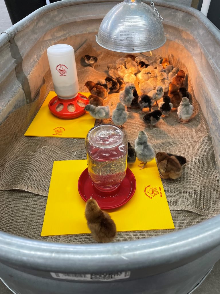 Burlap bottom chick brooder