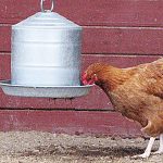 Chicken Drinking Water to Stay Cool