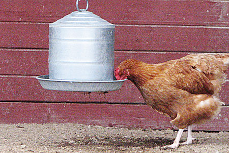 Chicken Drinking Water to Stay Cool