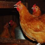 Chicken Panting to Keep Itself Cool in Summer