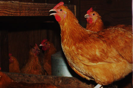 Chicken Panting to Keep Itself Cool in Summer