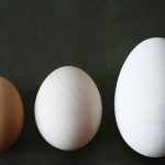 Three different eggs from various species