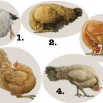 Visual Examples of Wry Neck in Chickens
