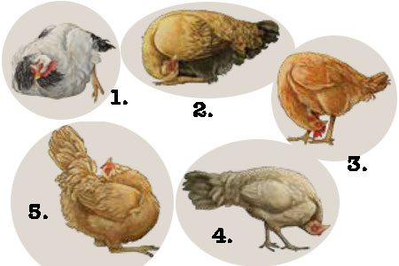 Visual Examples of Wry Neck in Chickens