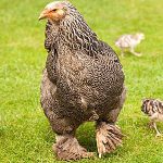 Brahma Chicken Hen Fostering Baby Chicks