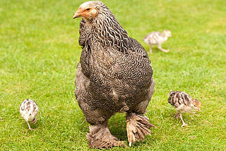 Brahma Chicken Hen Fostering Baby Chicks