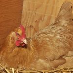 Managing a Broody Hen