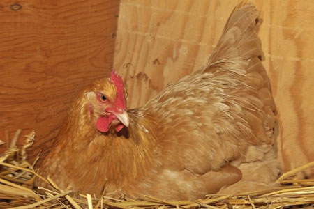Managing a Broody Hen