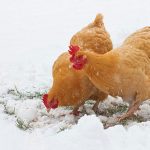 hens in the snow