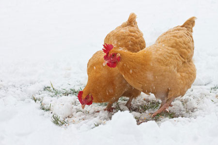 hens in the snow
