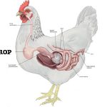 Crop Impaction in Chickens