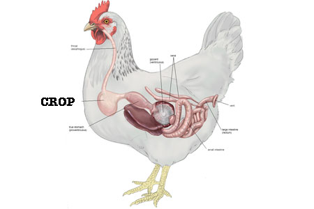 Crop Impaction in Chickens