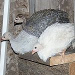 Guinea Fowl