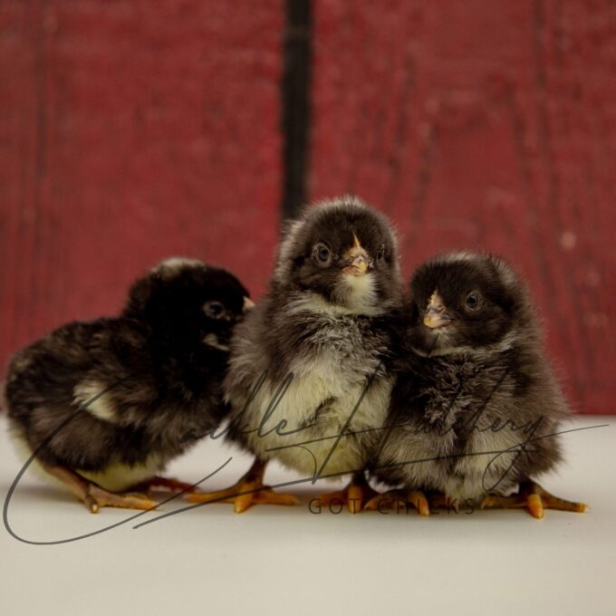 Barred Plymouth Rock Exhibition Type Chicks