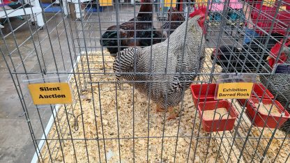 Barred Rock Echibition Type