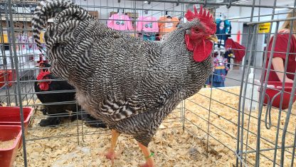 Barred Rock Echibition Type