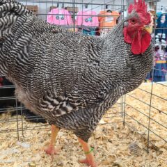 Barred Rock Echibition Type