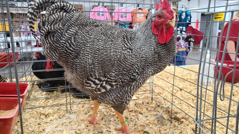 Barred Rock Echibition Type