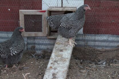 Barred Plymouth Rock Exhibition Type