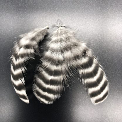 Barred Rock Exhibition feathers