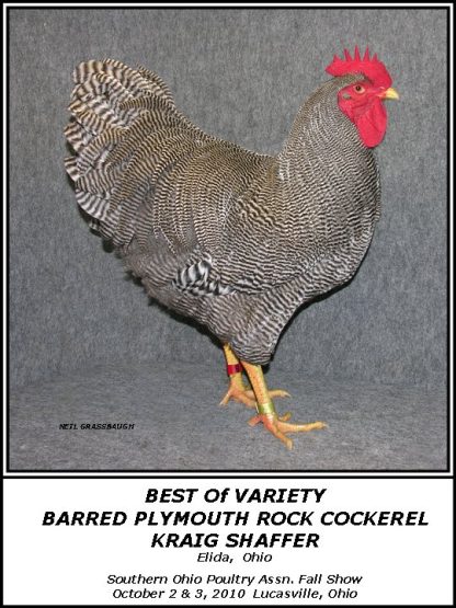 Barred Rock Exhibition Type Chicken