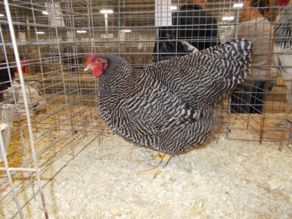 Barred Rock Chicken