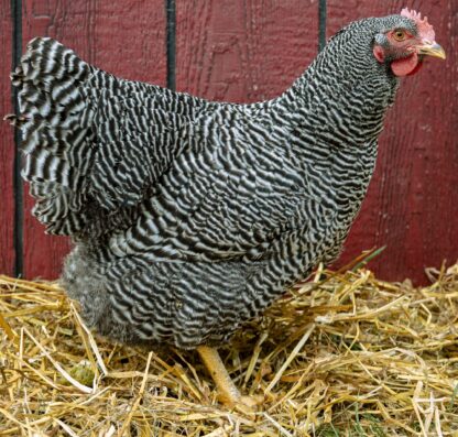 Barred Rock Exhibition Type Hen