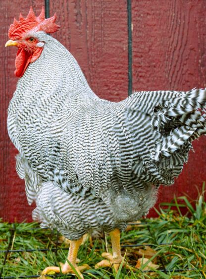 Barred Rock Exhibition Type Rooster