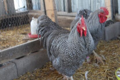Barred Plymouth Rock Exhibition Type