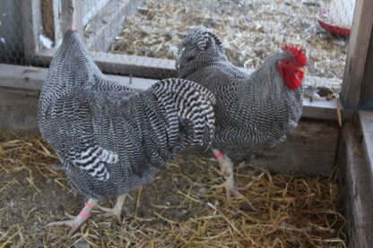 Barred Plymouth Rock Exhibition Type