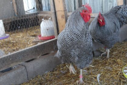 Barred Plymouth Rock Exhibition Type