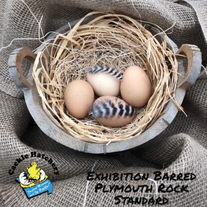Exhibition Barred Rock Eggs